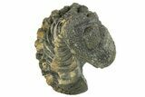 Long Enrolled Morocops Trilobite - Morocco #252745-2